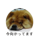 もっちゃんともふもふの日々2（個別スタンプ：5）