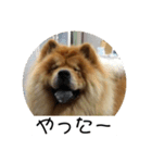 もっちゃんともふもふの日々2（個別スタンプ：7）