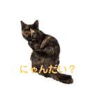 ジジの日常 by mizlisa（個別スタンプ：2）