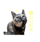 ジジの日常 by mizlisa（個別スタンプ：6）
