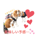 コムノアルイの日常（個別スタンプ：13）