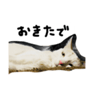 かにさんこんにちは、ねこちゃんもいるよ（個別スタンプ：8）