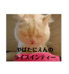 ラガマフィンのさすけ その3（個別スタンプ：2）
