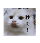 ラガマフィンのさすけ その3（個別スタンプ：5）