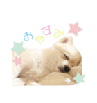 ポメラニアンのくーちゃん2（個別スタンプ：2）