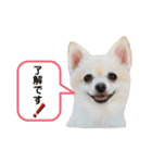 ポメラニアンのくーちゃん2（個別スタンプ：3）