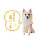 ポメラニアンのくーちゃん2（個別スタンプ：4）