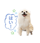 ポメラニアンのくーちゃん2（個別スタンプ：5）