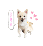 ポメラニアンのくーちゃん2（個別スタンプ：11）