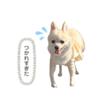 ポメラニアンのくーちゃん2（個別スタンプ：19）