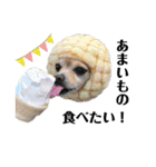 ミックス犬、小太郎のスタンプ 3（個別スタンプ：3）