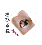 ミックス犬、小太郎のスタンプ 3（個別スタンプ：4）