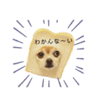ミックス犬、小太郎のスタンプ 3（個別スタンプ：5）