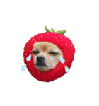 ミックス犬、小太郎のスタンプ 3（個別スタンプ：8）