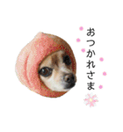 ミックス犬、小太郎のスタンプ 3（個別スタンプ：12）