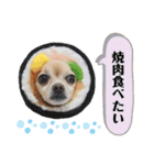 ミックス犬、小太郎のスタンプ 3（個別スタンプ：16）