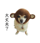 ミックス犬、小太郎のスタンプ 3（個別スタンプ：18）