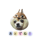 ミックス犬、小太郎のスタンプ 3（個別スタンプ：19）