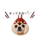 ミックス犬、小太郎のスタンプ 3（個別スタンプ：20）