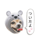 ミックス犬、小太郎のスタンプ 3（個別スタンプ：24）