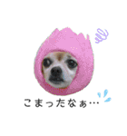 ミックス犬、小太郎のスタンプ 3（個別スタンプ：27）