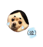 ミックス犬、小太郎のスタンプ 3（個別スタンプ：28）
