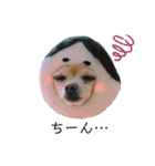 ミックス犬、小太郎のスタンプ 3（個別スタンプ：29）