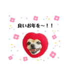 ミックス犬、小太郎のスタンプ 3（個別スタンプ：31）