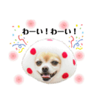 ミックス犬、小太郎のスタンプ 3（個別スタンプ：32）