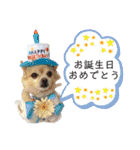 ミックス犬、小太郎のスタンプ 3（個別スタンプ：34）