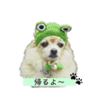 ミックス犬、小太郎のスタンプ 3（個別スタンプ：35）