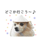ミックス犬、小太郎のスタンプ 3（個別スタンプ：36）