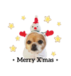 ミックス犬、小太郎のスタンプ 3（個別スタンプ：37）