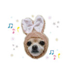 ミックス犬、小太郎のスタンプ 3（個別スタンプ：40）