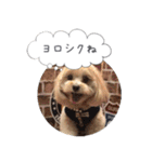 チワプーの毎日使えるスタンプ2（個別スタンプ：1）