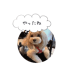 チワプーの毎日使えるスタンプ2（個別スタンプ：6）