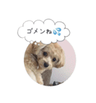 チワプーの毎日使えるスタンプ2（個別スタンプ：23）