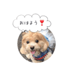 チワプーの毎日使えるスタンプ2（個別スタンプ：25）
