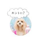 チワプーの毎日使えるスタンプ2（個別スタンプ：26）