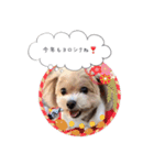 チワプーの毎日使えるスタンプ2（個別スタンプ：27）