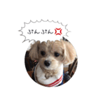 チワプーの毎日使えるスタンプ2（個別スタンプ：30）