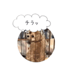 チワプーの毎日使えるスタンプ2（個別スタンプ：31）