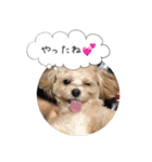 チワプーの毎日使えるスタンプ2（個別スタンプ：33）