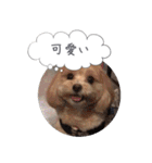 チワプーの毎日使えるスタンプ2（個別スタンプ：35）