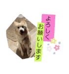 うちのぽぽ2（個別スタンプ：2）