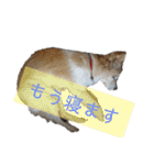 うちのぽぽ2（個別スタンプ：10）