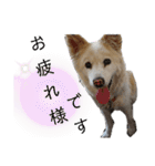 うちのぽぽ2（個別スタンプ：11）