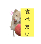 うちのぽぽ2（個別スタンプ：15）