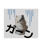 うちのぽぽ2（個別スタンプ：20）