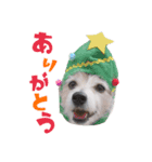 ラッセルたらちゃんいくらちゃん！（個別スタンプ：1）